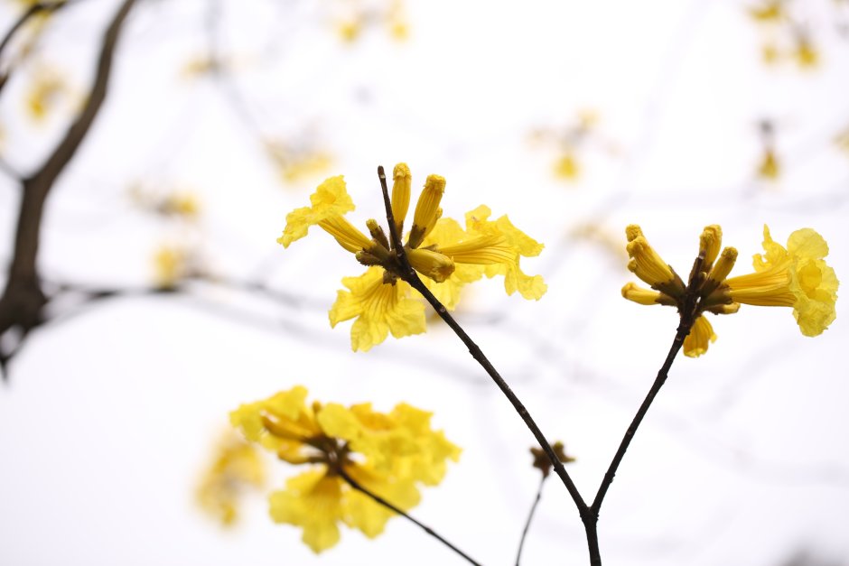 Какое растение весной выпускает желтые цветочки без листьев