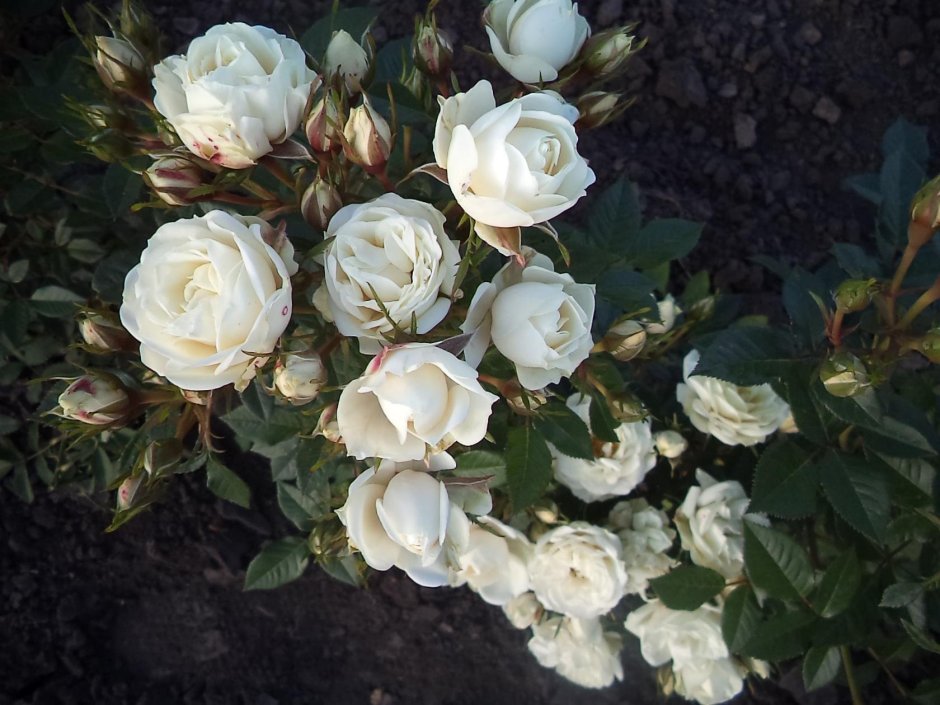 Розы флорибунда Вайт Лидия