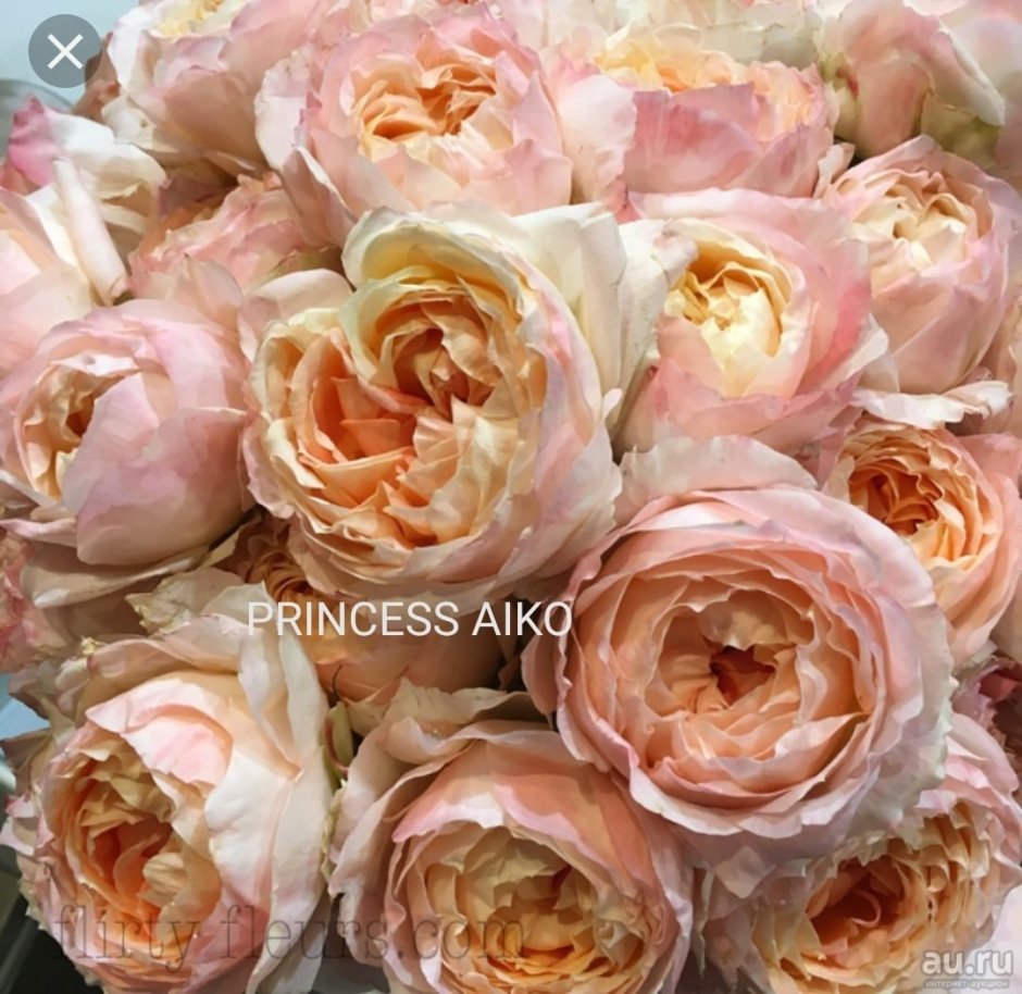 Роза Princess Aiko