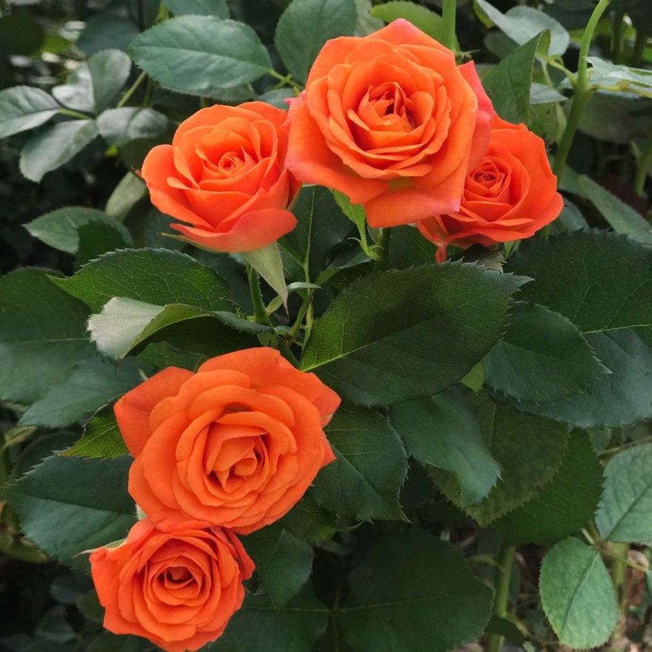 Роза бордюрная оранж Беби