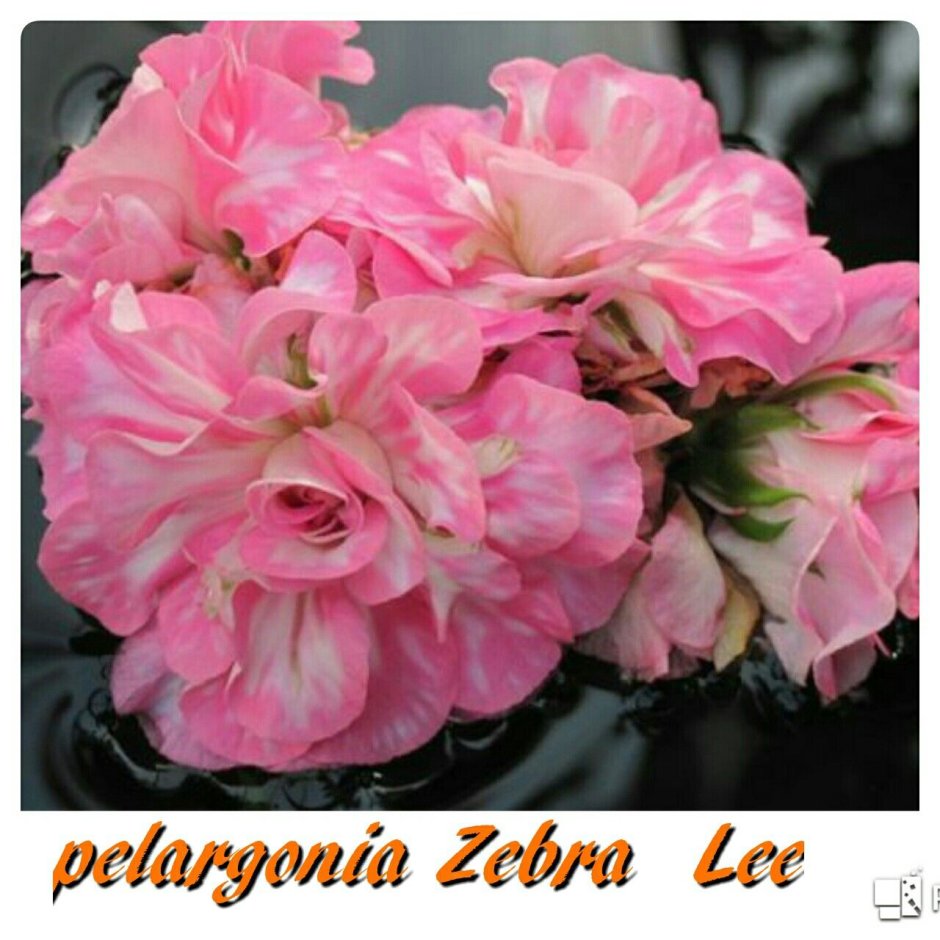 Пеларгония Zebra Lee