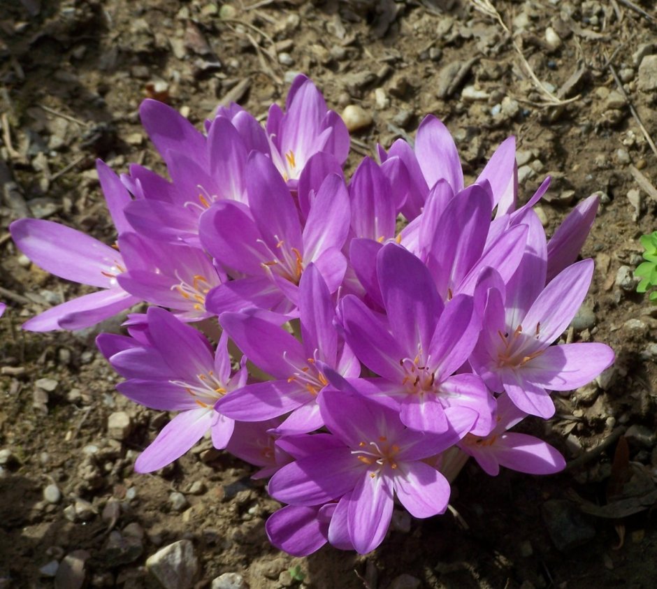 Безвременник великолепный Colchicum speciosum Stev