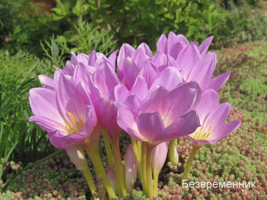 Безвременник осенний speciosum