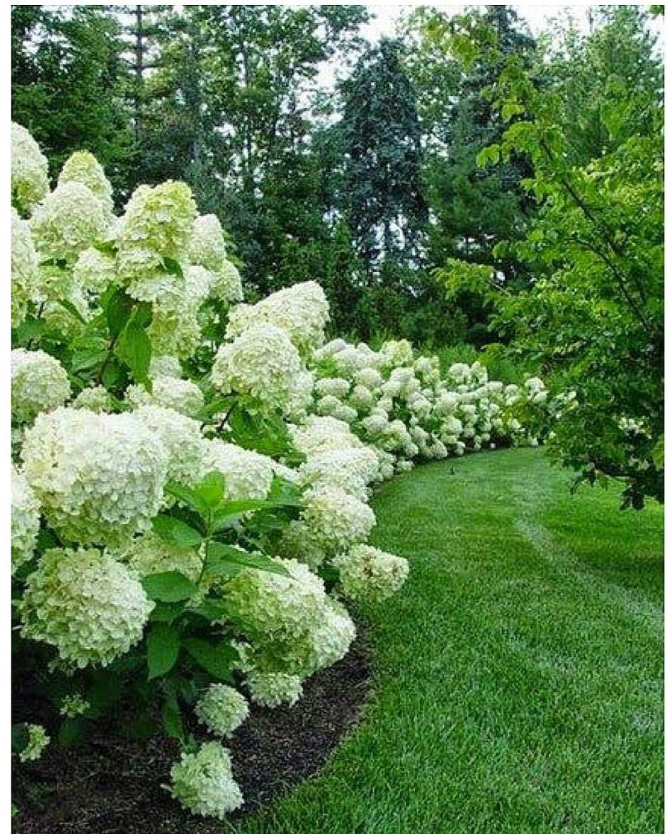 Бонсай Lagerstroemia Indica. Автор Юджи Ёшимура