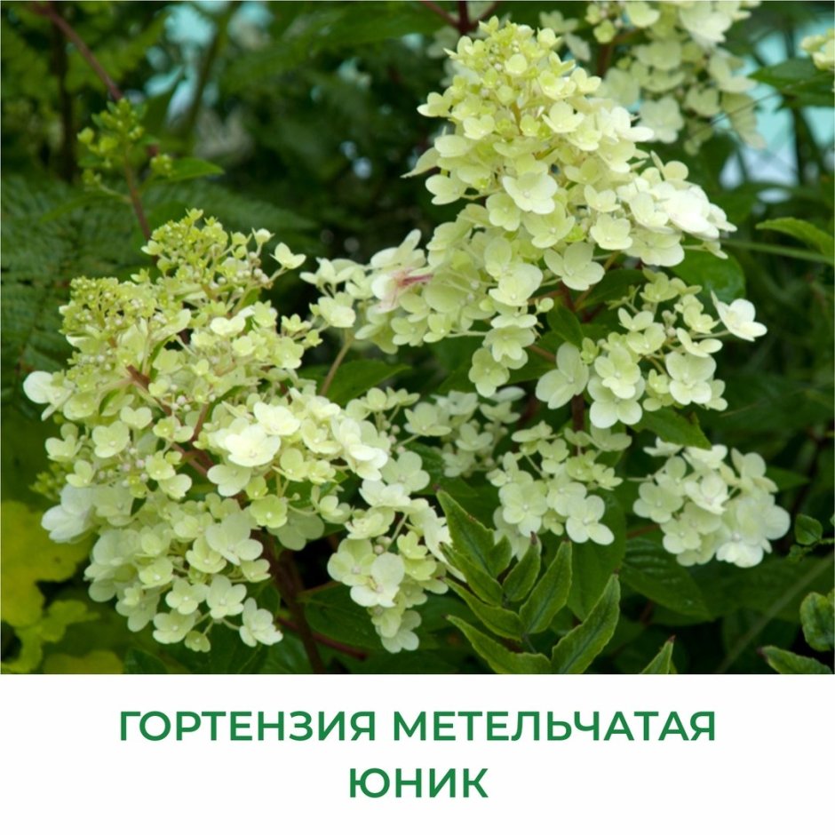 Гортензия метельчатая Lime Sparkle