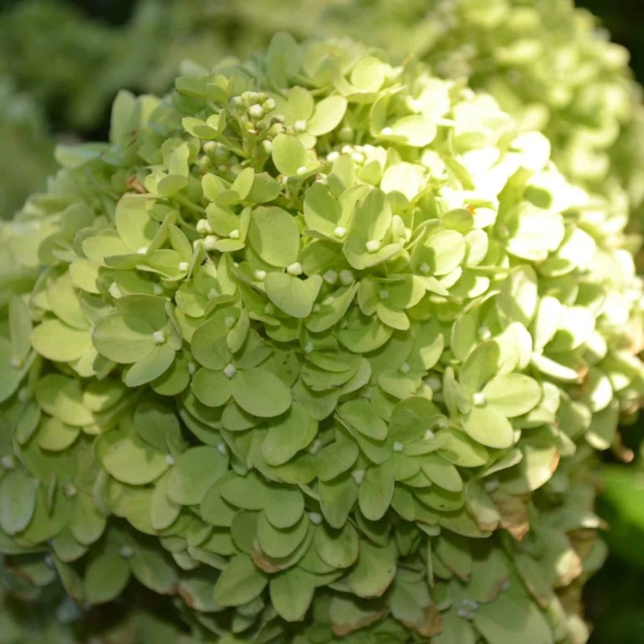 Hydrangea paniculata 'Jane' ('little Lime')