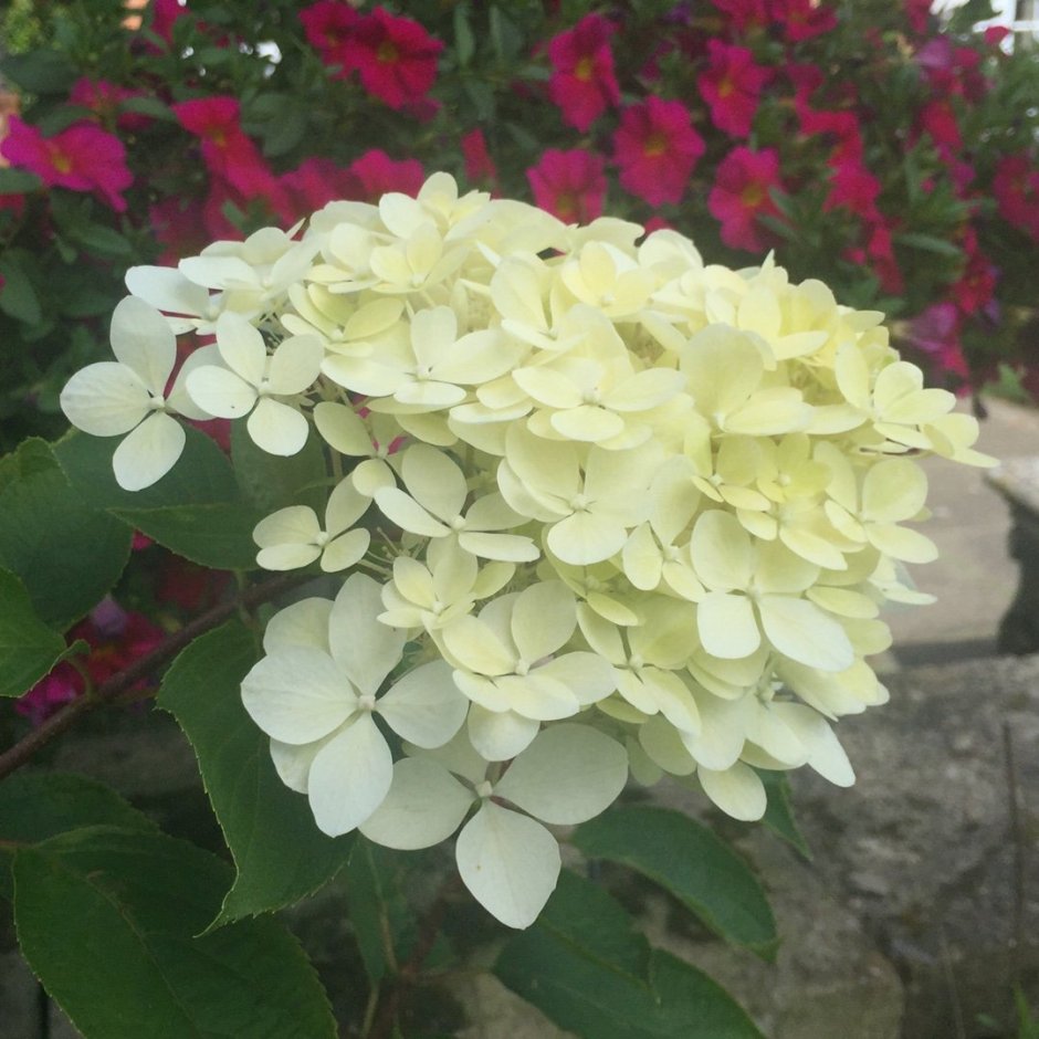 Гортензия метельчатая (Hydrangea paniculata &#96;little passion&#96;)