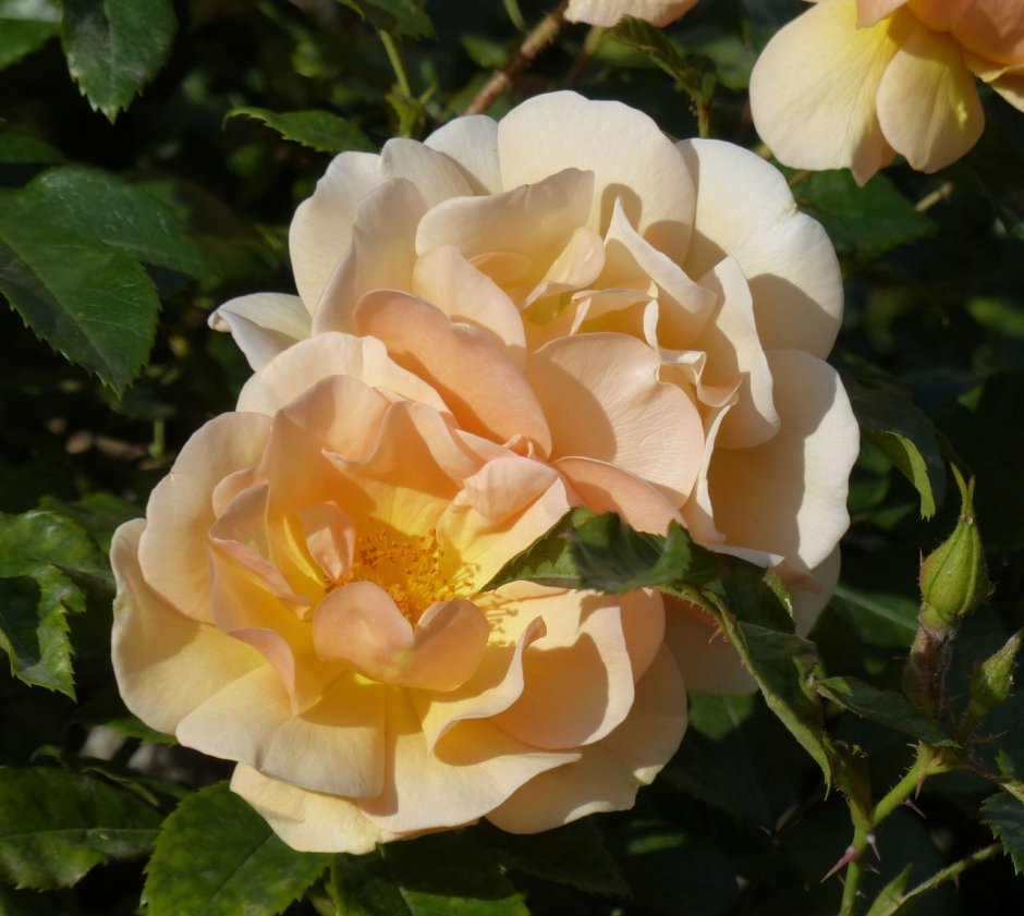 Роза почвопокровная Эмбер Виэл