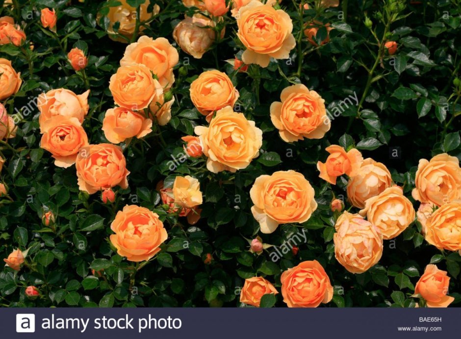 Роза почвопокровная Эмбер Виэл персиковая