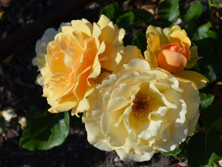 Амбер Сан Amber Sun роза