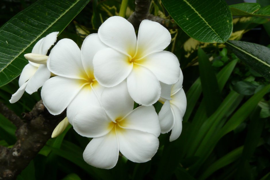 Тайский цветок белый