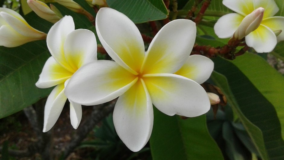 Тайский цветок Франжипани