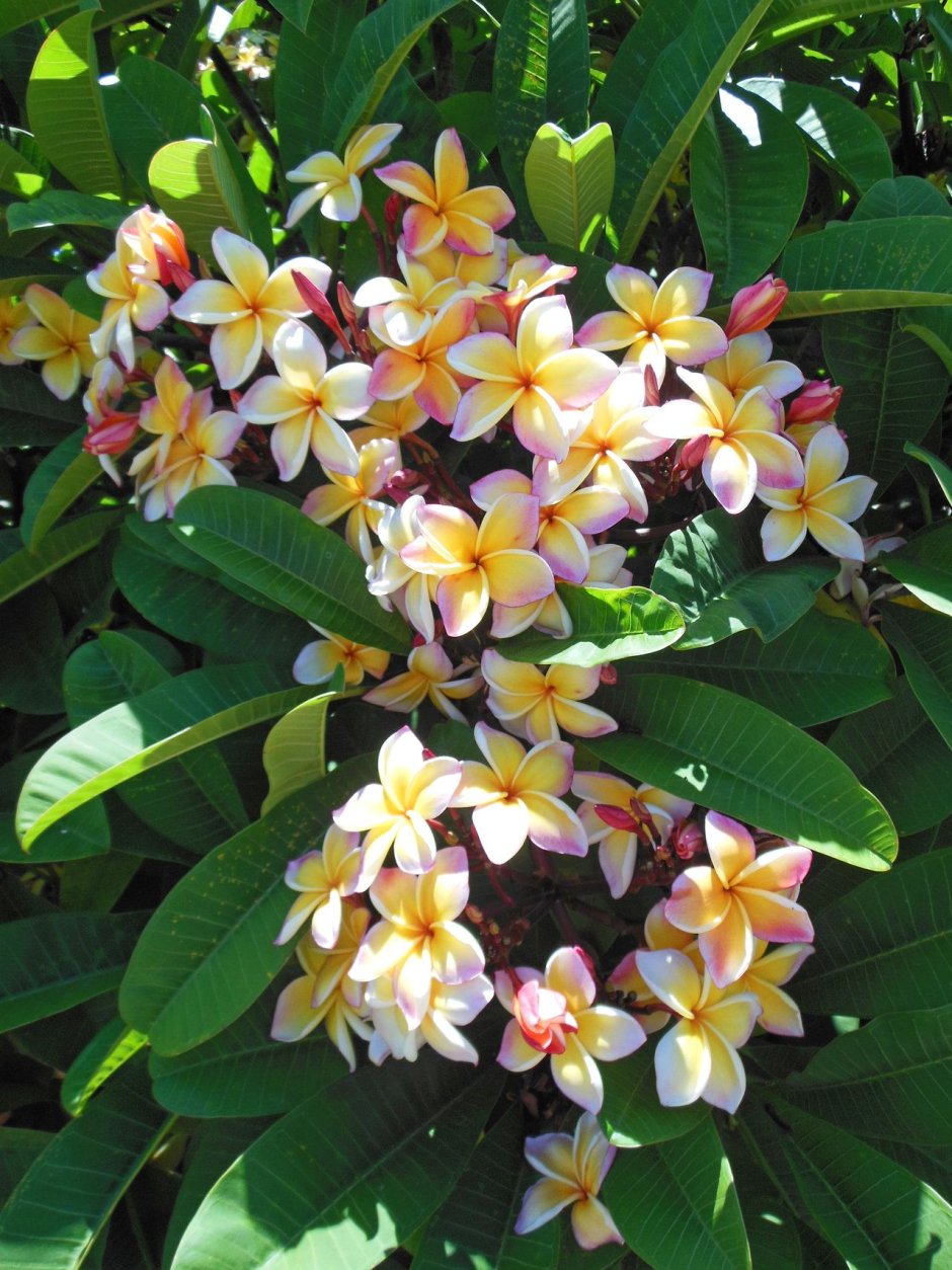 Цветы Франжипани Бали