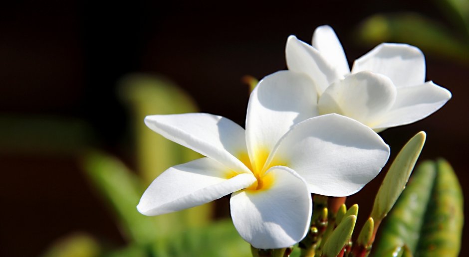 Тайский цветок Франжипани