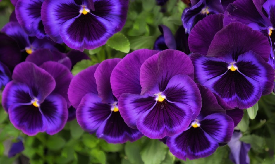 Виола трехцветная (Viola Tricolor)