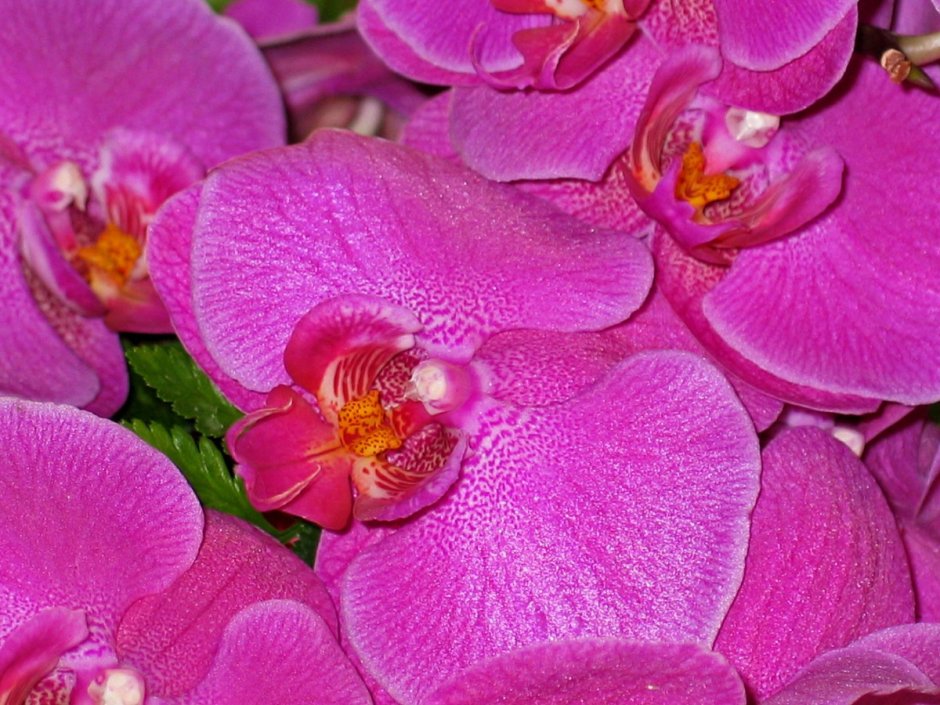 Розовая орхидея с оранжевой губой