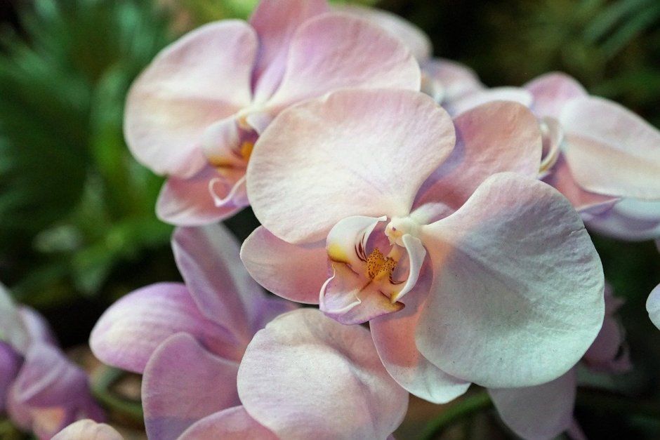 Орхидея Bernhard Phalaenopsis