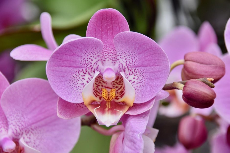 Фаленопсис (Phalaenopsis) – Орхидея