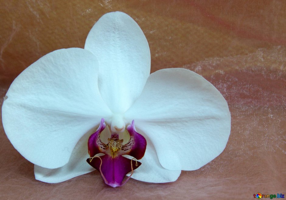 Пинк пурпур Орхидея