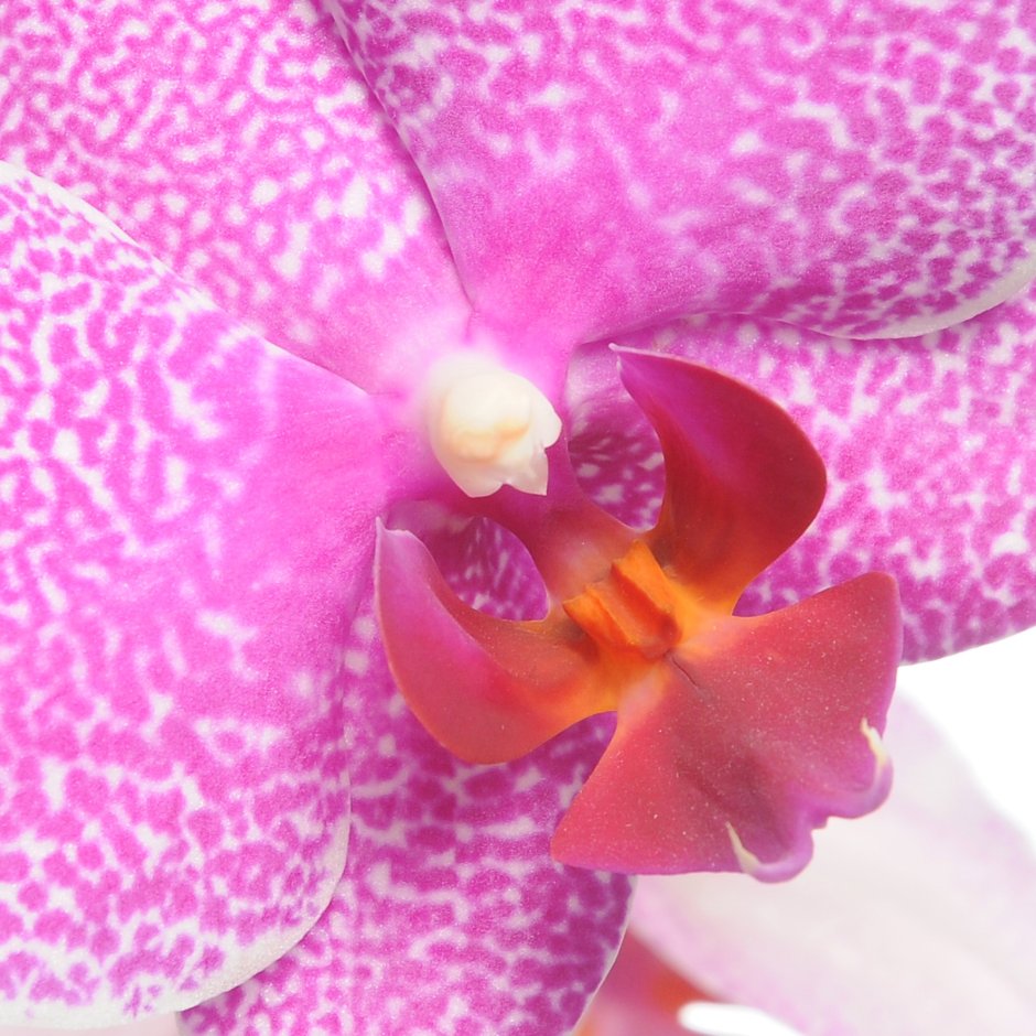Орхидея белая с розовым центром