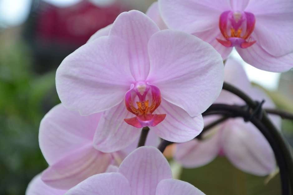 Розовая Орхидея декоративная
