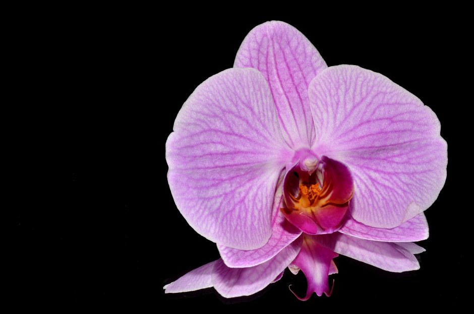Темно розовая Орхидея