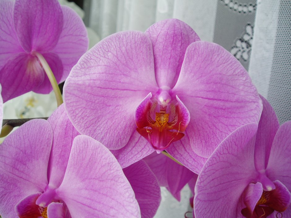 Сиренево фиолетовые орхидеи
