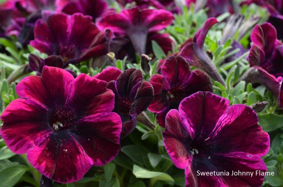 Петуния Crazytunia Cosmic Purple