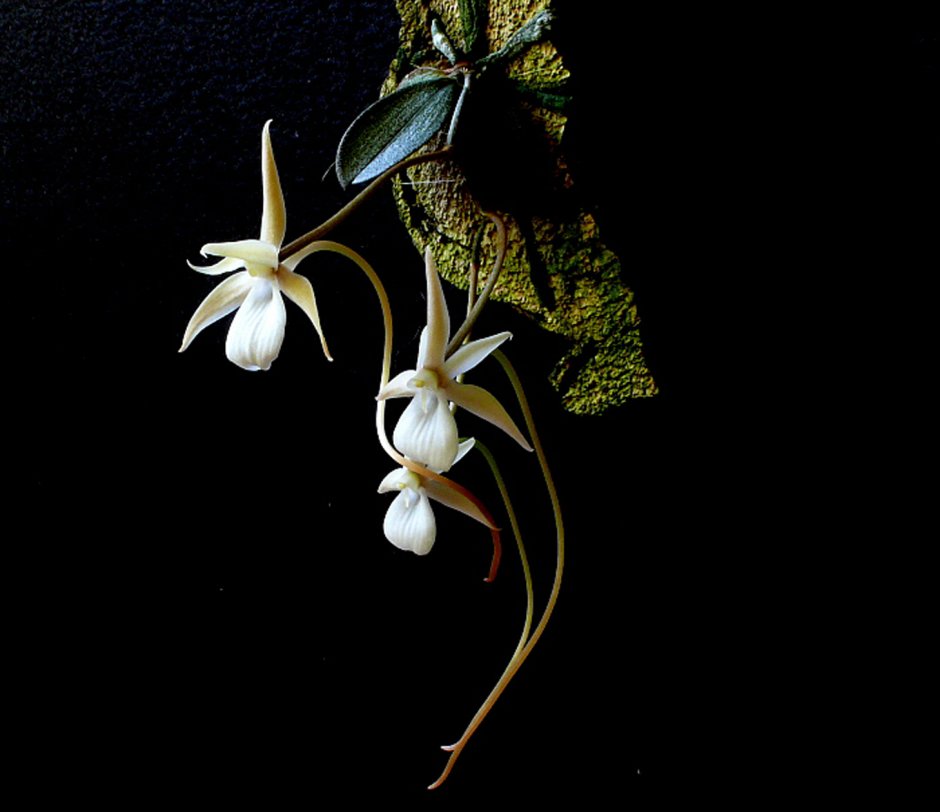 Аэрангис Орхидея