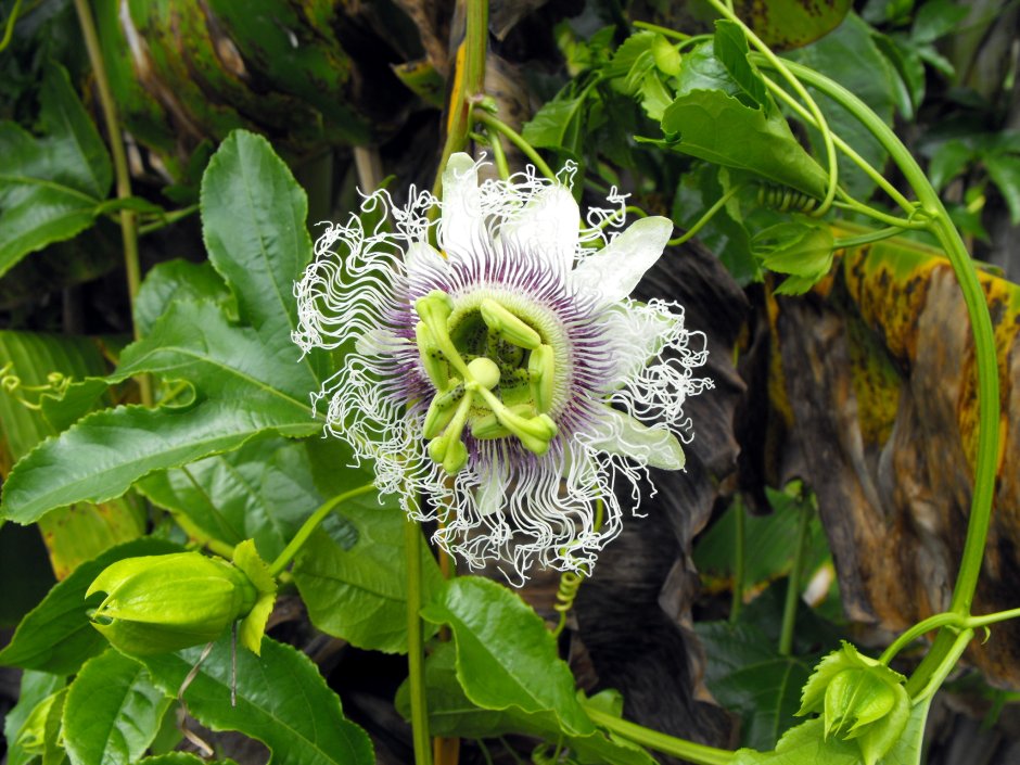 Пассифлора caerulea