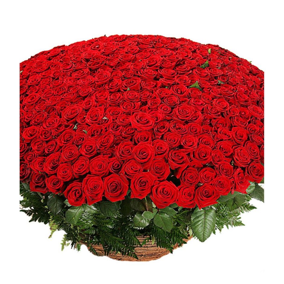 Огромный букет алых роз с днем рождения