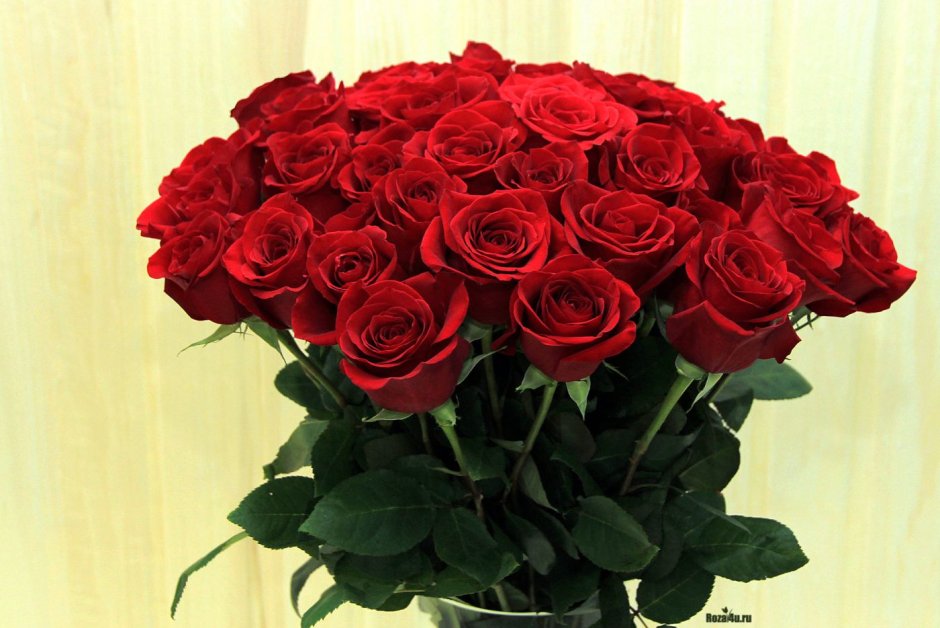 Большой букет красных роз
