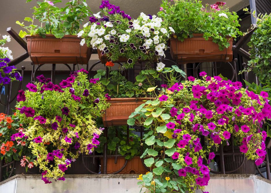 Пеларгония ампельная balkon