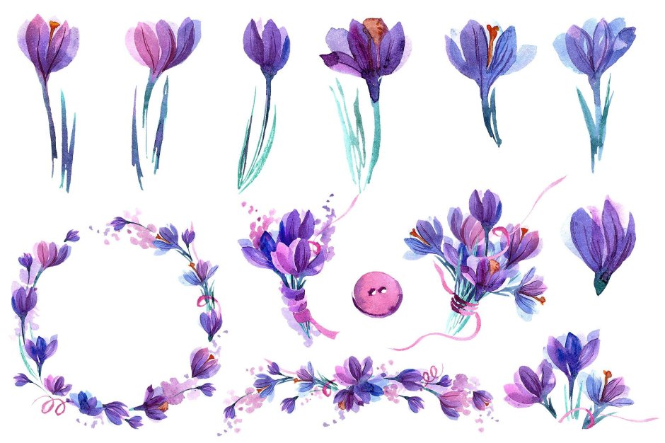 Фиолетовые тюльпаны на белом фоне