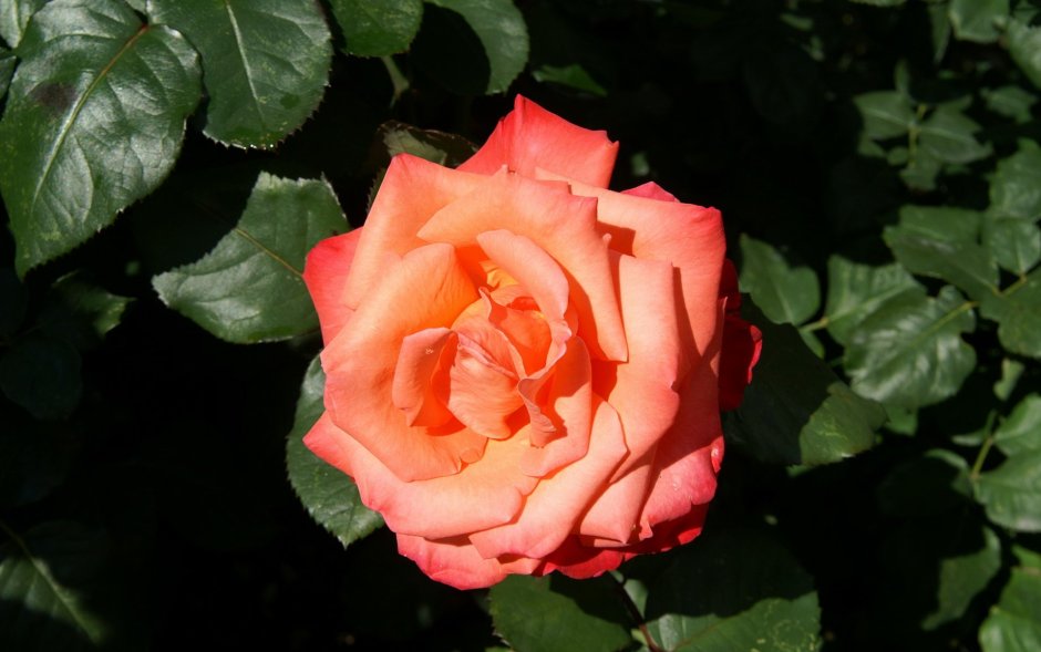 Роза ред родео