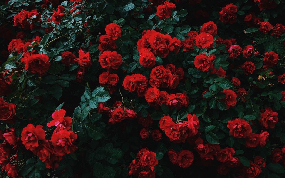 Темные розы