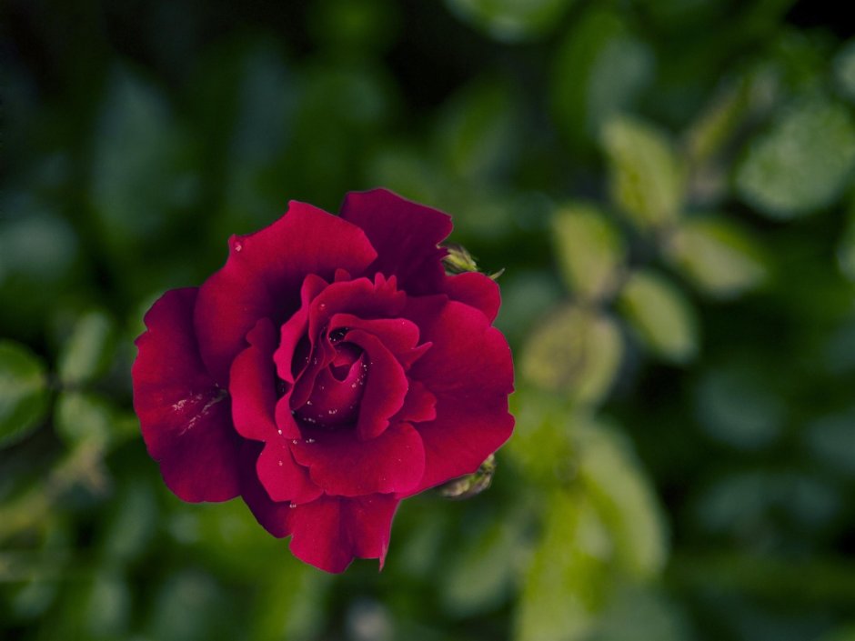 Роза чайно-гибридная вельвет