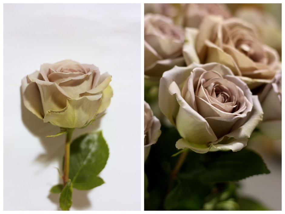 Пудровые розы сорта