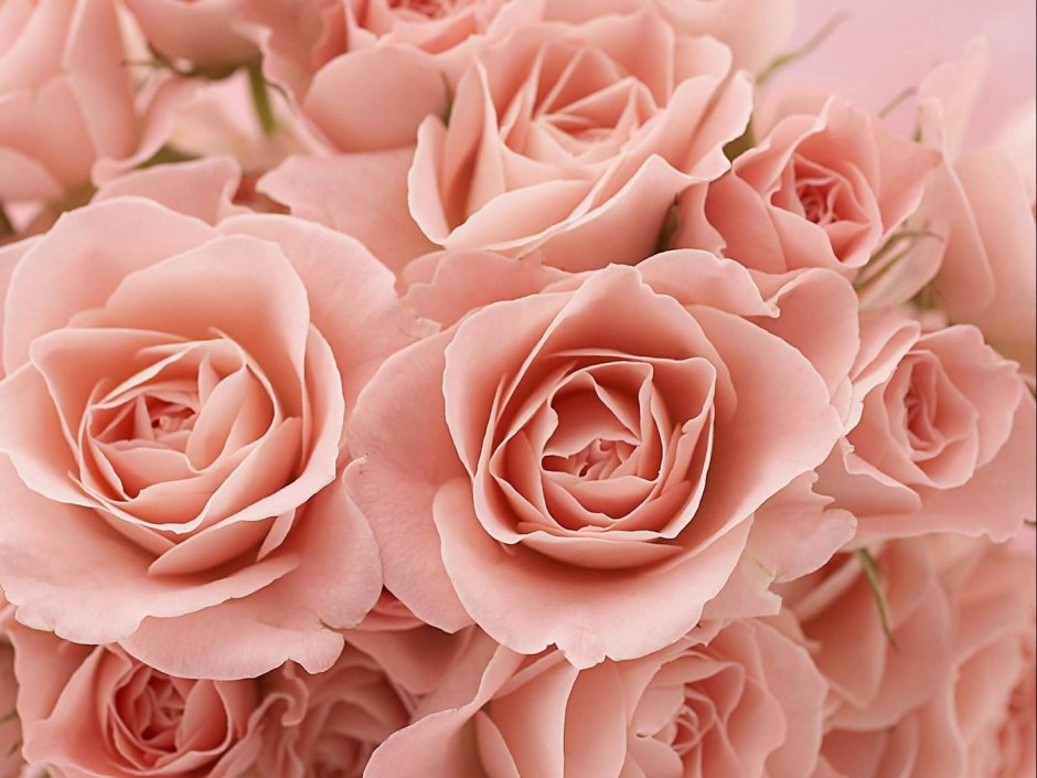 Розы на рабочий стол обои пудровые