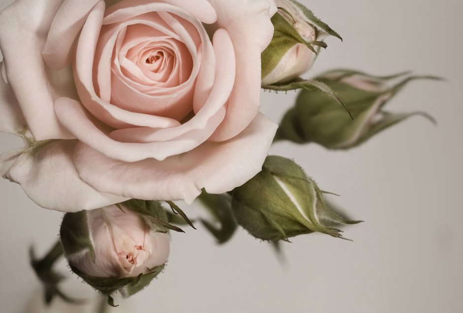 Бежево-розовые цветы