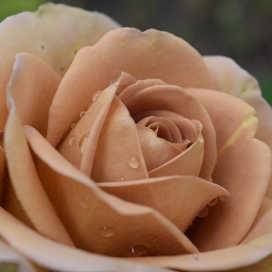 Пионовидная роза пастельных тонов