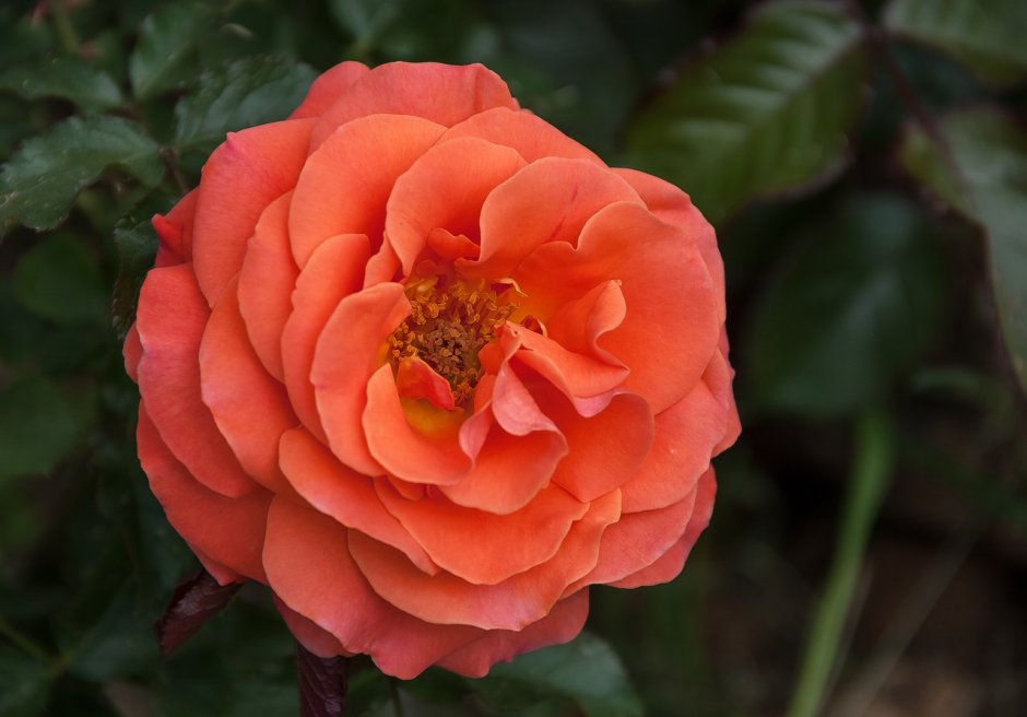 Грандифлора роза коралловая