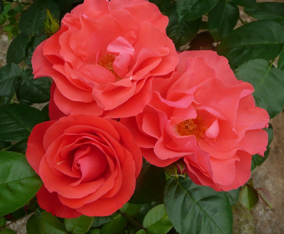 Роза коралловая флорибунда