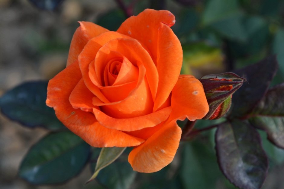 Роза флорибунда дуэт фото и описание