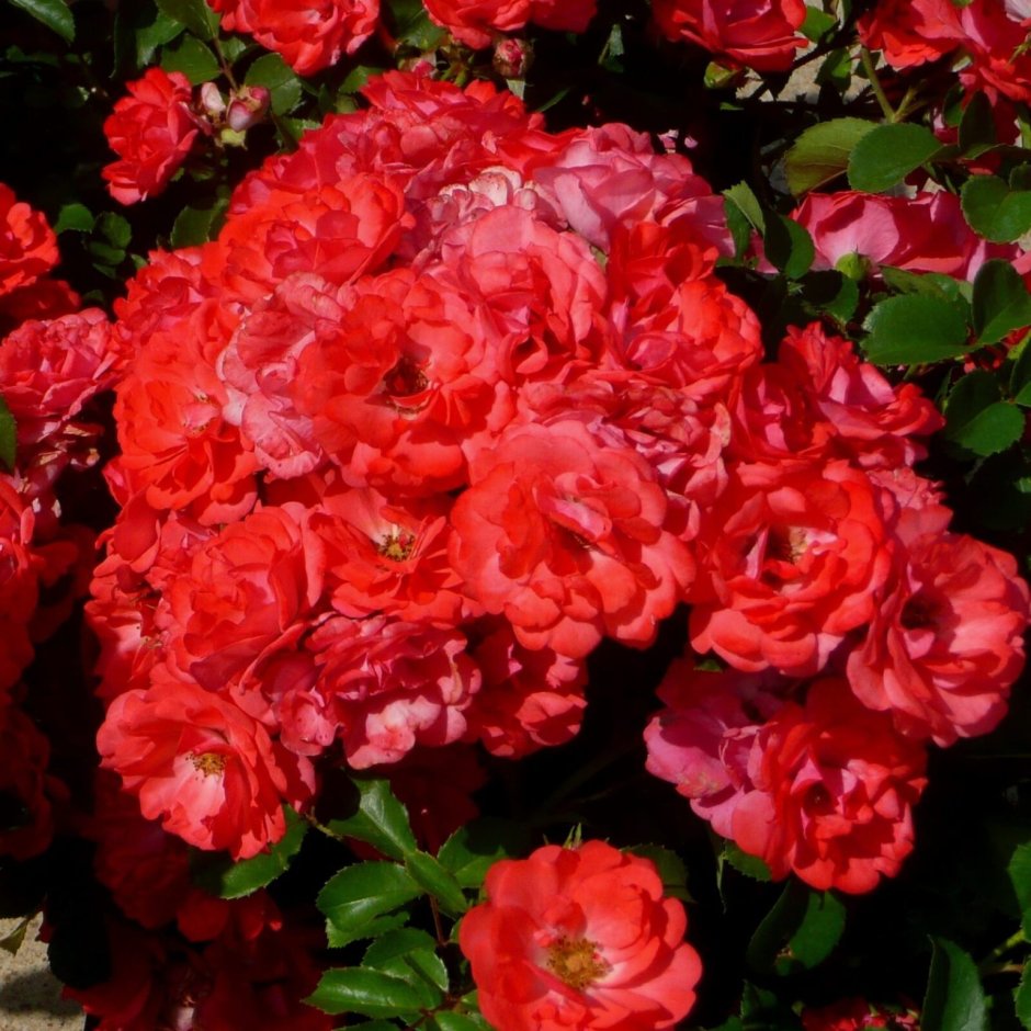 Роза флорибунда Satchmo (Сатчмо)