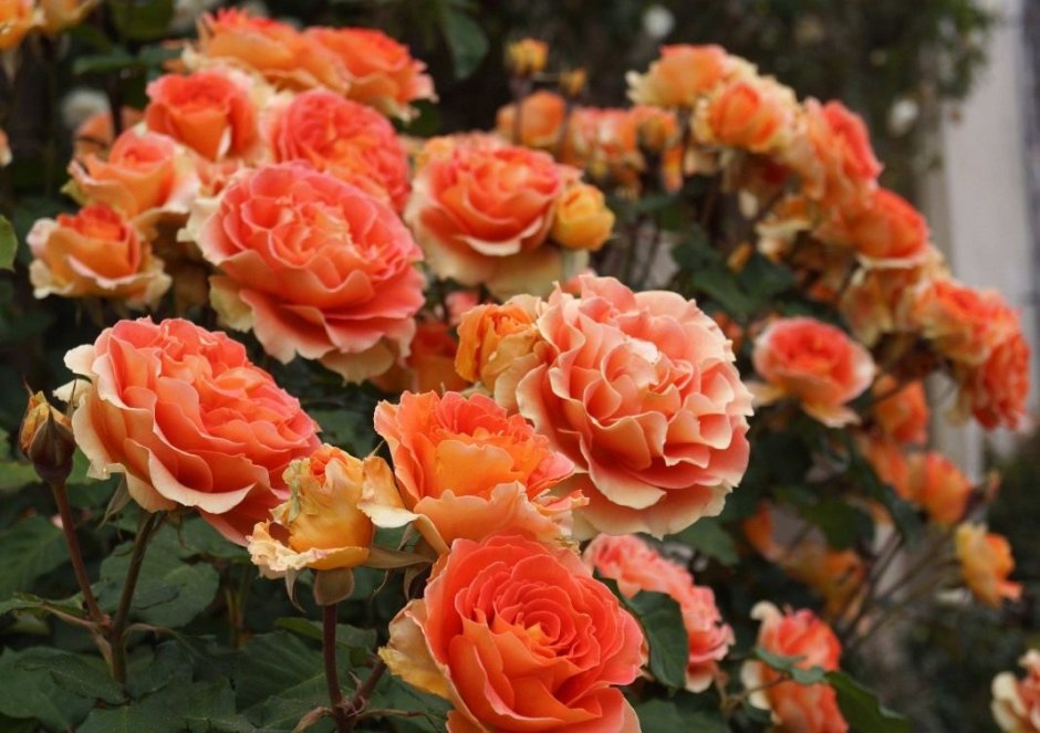 Corail Gelee роза