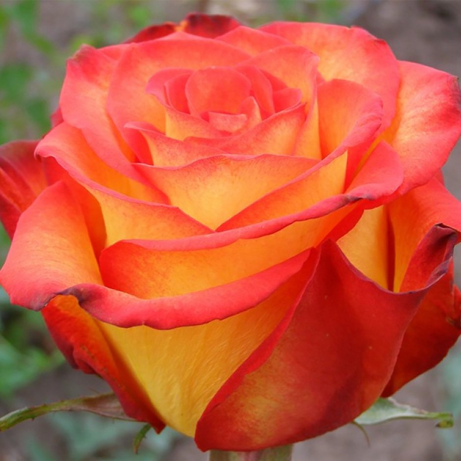 Роза флорибунда персиковая