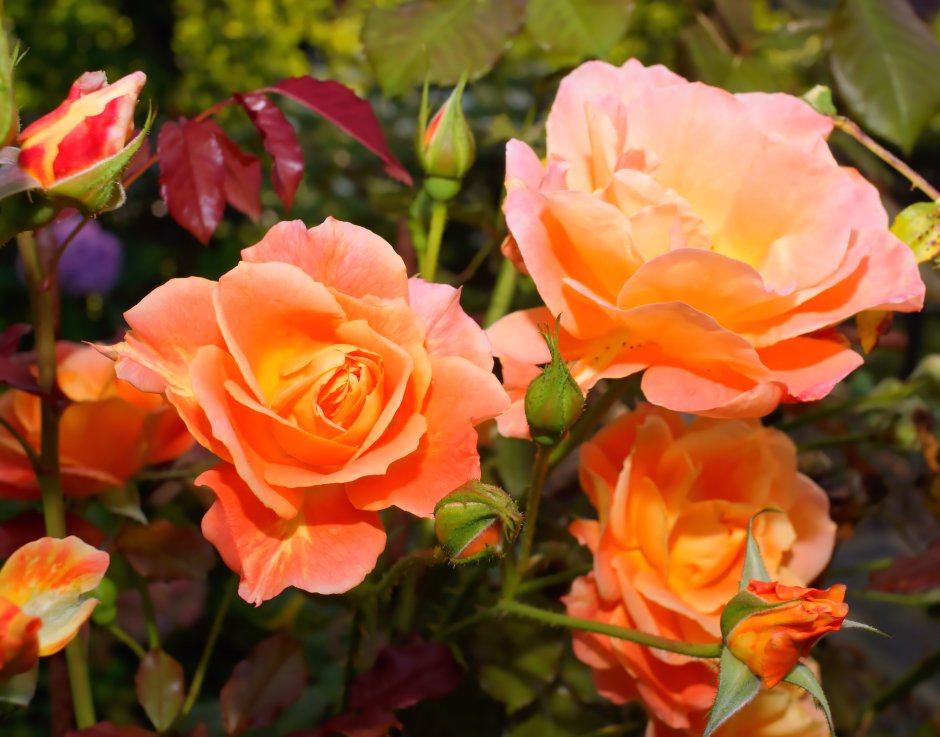 Розы чайно-гибридные и флорибунда