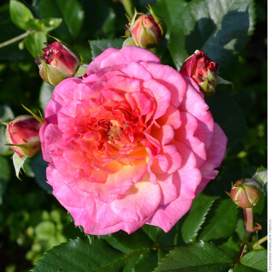Принцесса Миюки роза японская