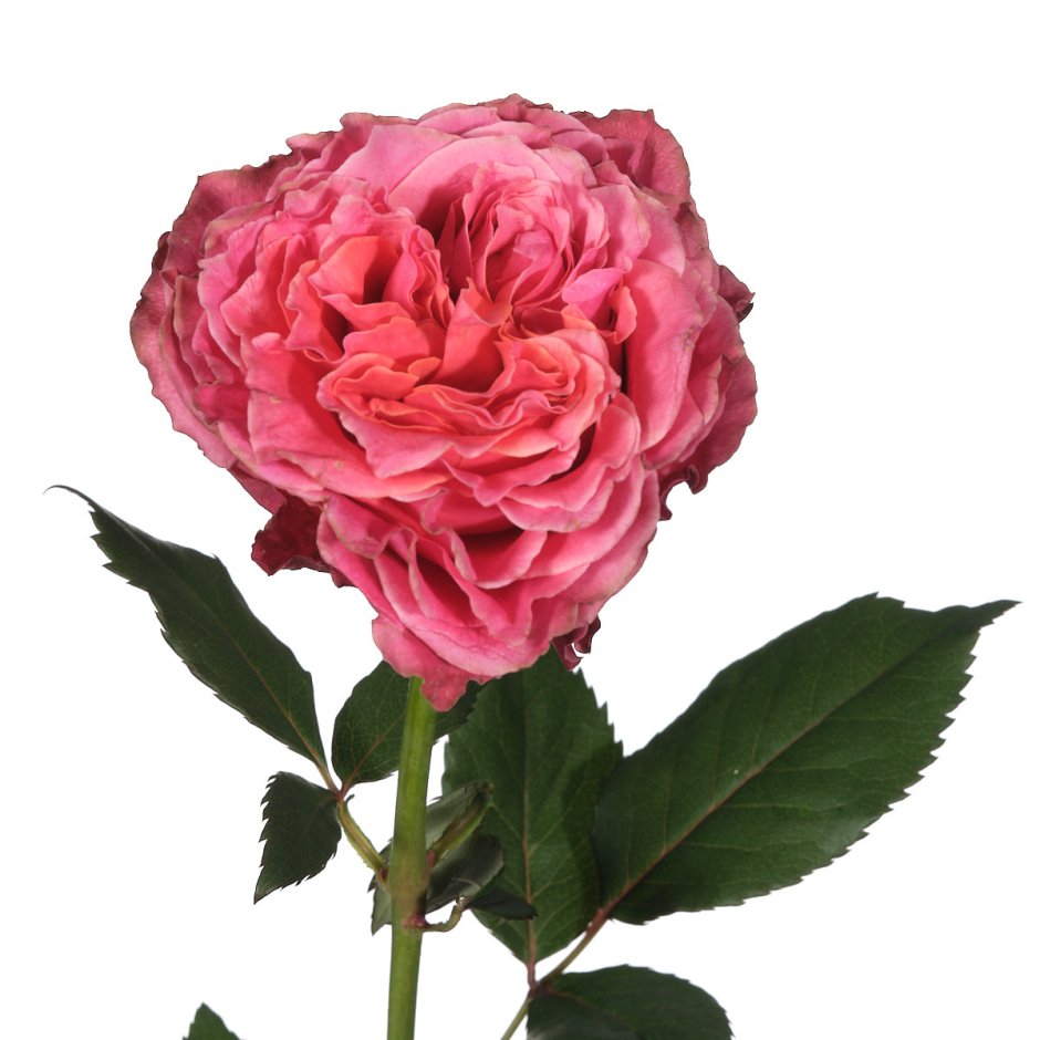 Кантри Гарден роза Эквадор